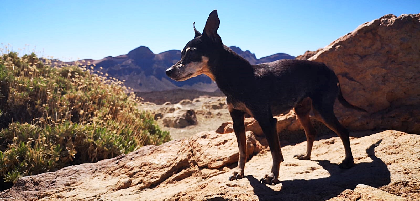 Lina - unser Zwergrehpinscher