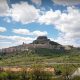 Morella