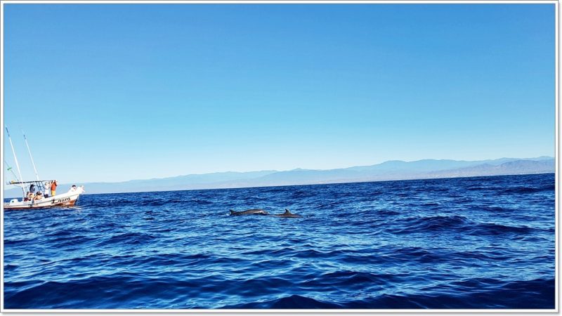 Puerto Escondido - Oaxaca - Wale
