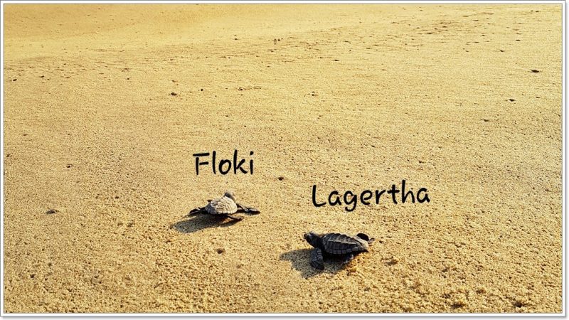 Vive Mar - Puerto Escondido - Tortugas - Turtels - Schildkröten