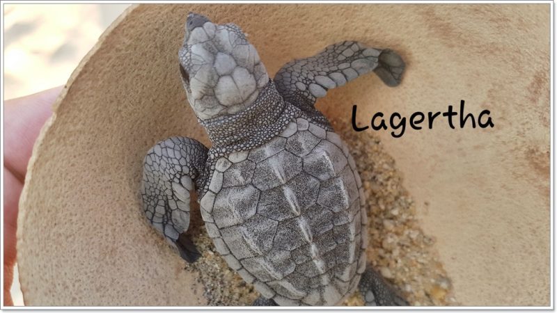 Vive Mar - Puerto Escondido - Tortugas - Turtels - Schildkröten