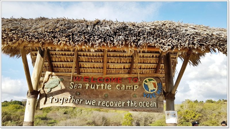 Vive Mar - Puerto Escondido - Tortugas - Turtels - Schildkröten
