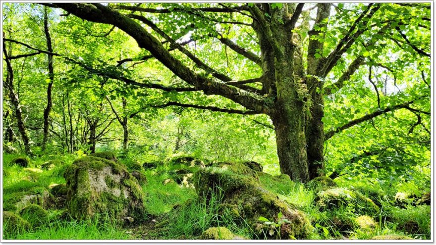Dartmoor Nationalpark - England