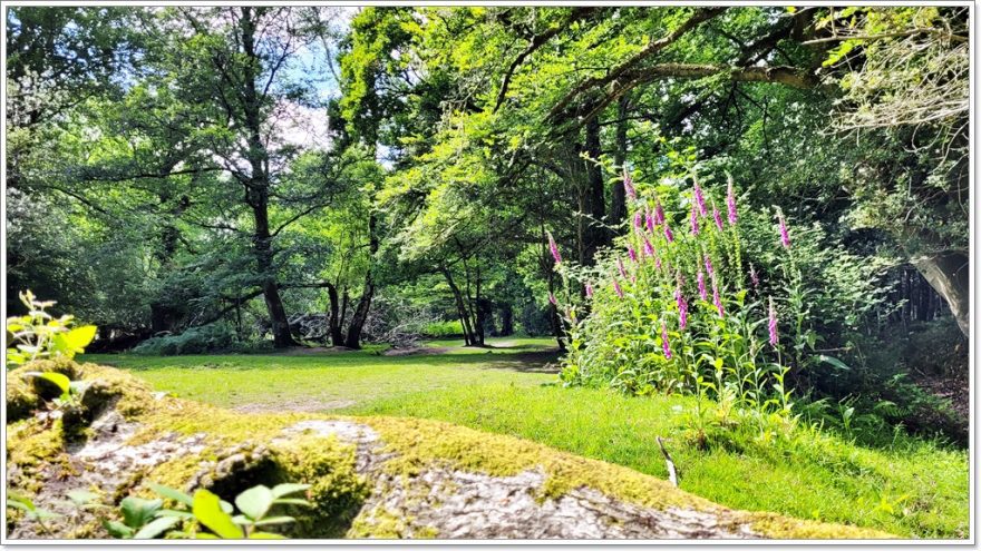 New Forest Nationalpark - England