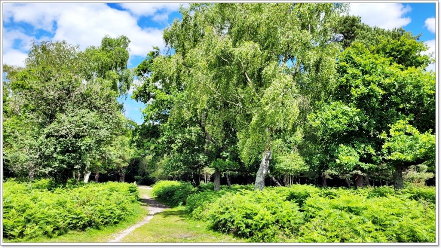 New Forest Nationalpark - England