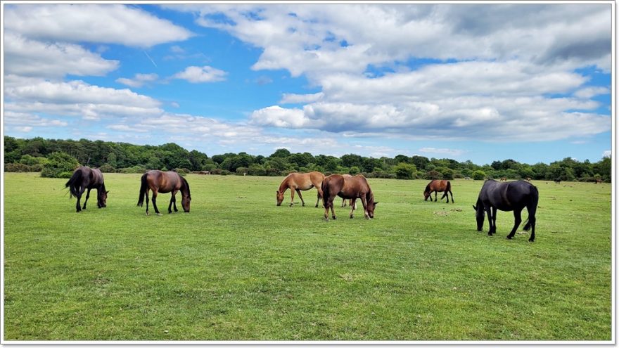 New Forest Nationalpark - England