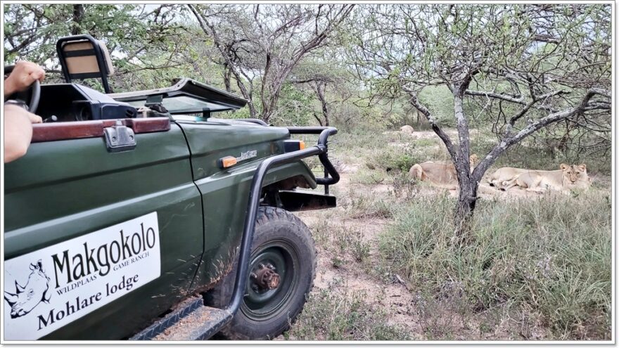 Buschwalk - Wildlife - Afrika - Safari