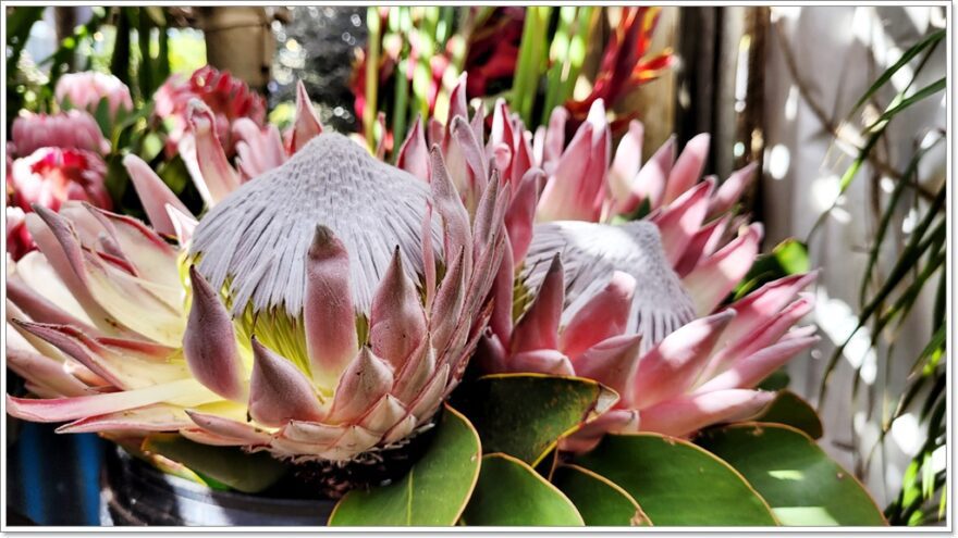 Cape Town - Afrika - City Farm Market