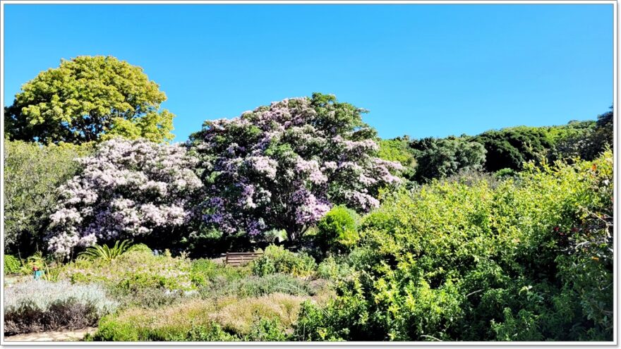 Cape Town - Afrika - Kirstenbosch