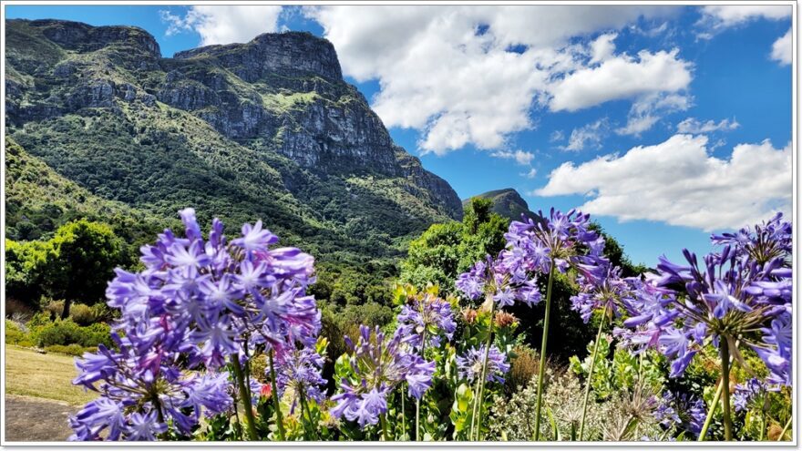 Cape Town - Afrika - Kirstenbosch