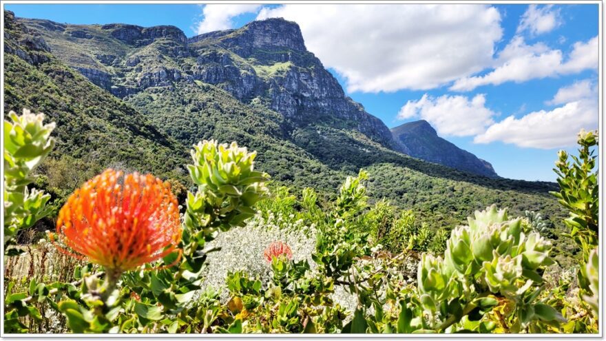 Cape Town - Afrika - Kirstenbosch