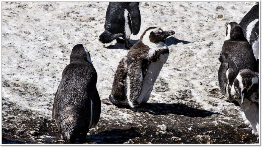 Cape Town - Afrika - Pinguine - Chapmans Peak Drive