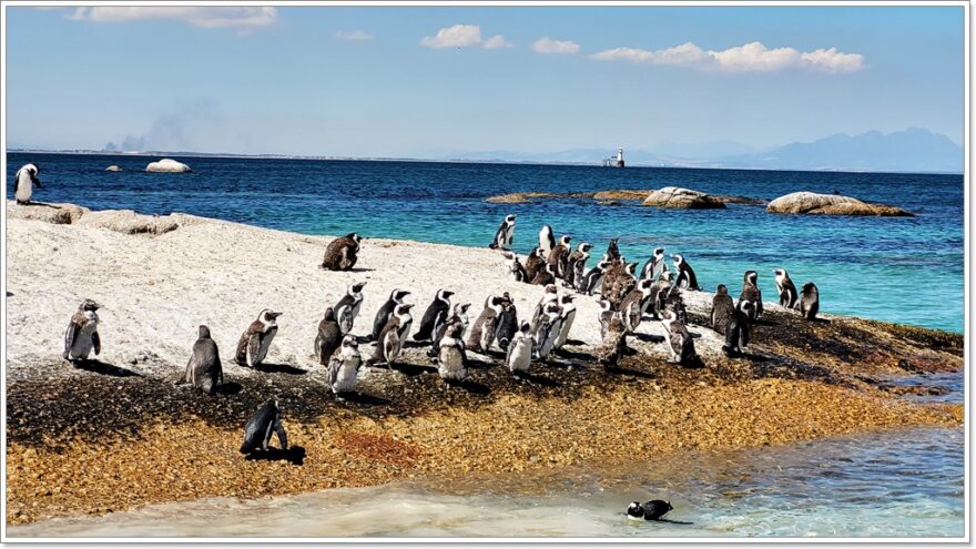 Cape Town - Afrika - Pinguine - Chapmans Peak Drive