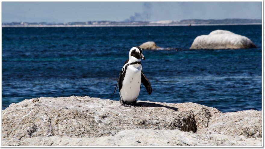 Cape Town - Afrika - Pinguine - Chapmans Peak Drive