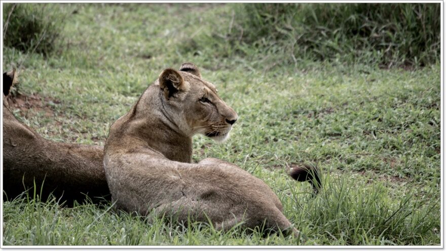 Gamedrive - Wildlife - Afrika - Safari