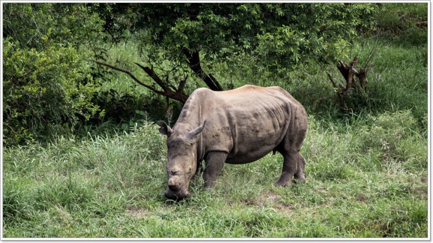 Gamedrive - Wildlife - Afrika - Safari - Kruger Nationalpark