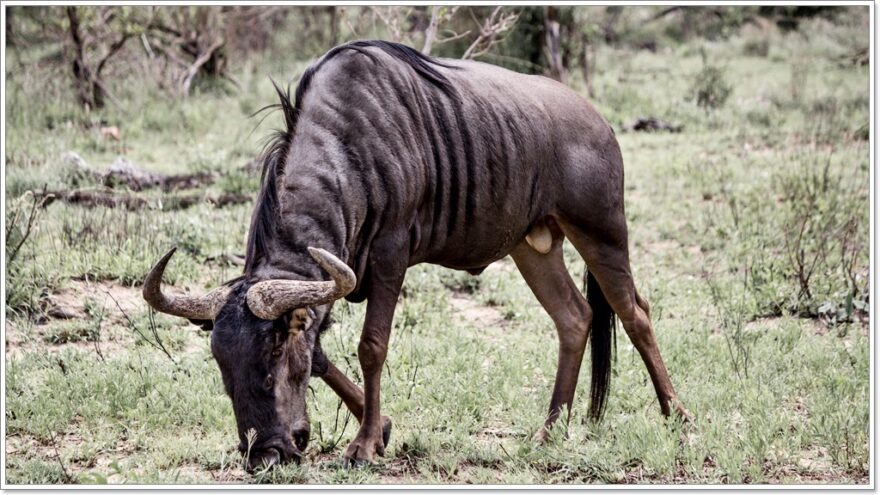 Gamedrive - Wildlife - Afrika - Safari - Kruger Nationalpark