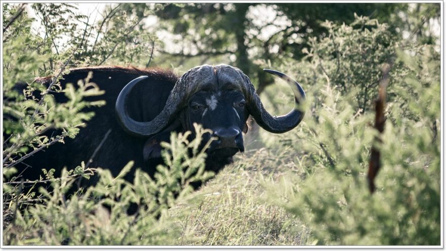Gamedrive - Wildlife - Afrika - Safari - Kruger Nationalpark