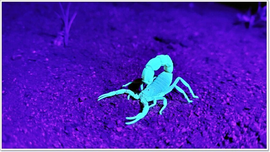 Skorpion - Afrika - Transvaal Thicktail Scorpion