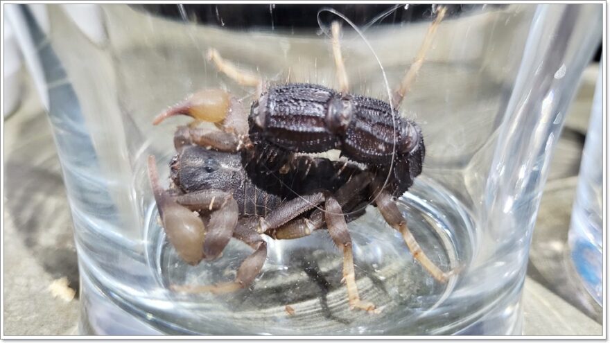 Transvaal Thicktail Scorpion - Afrika