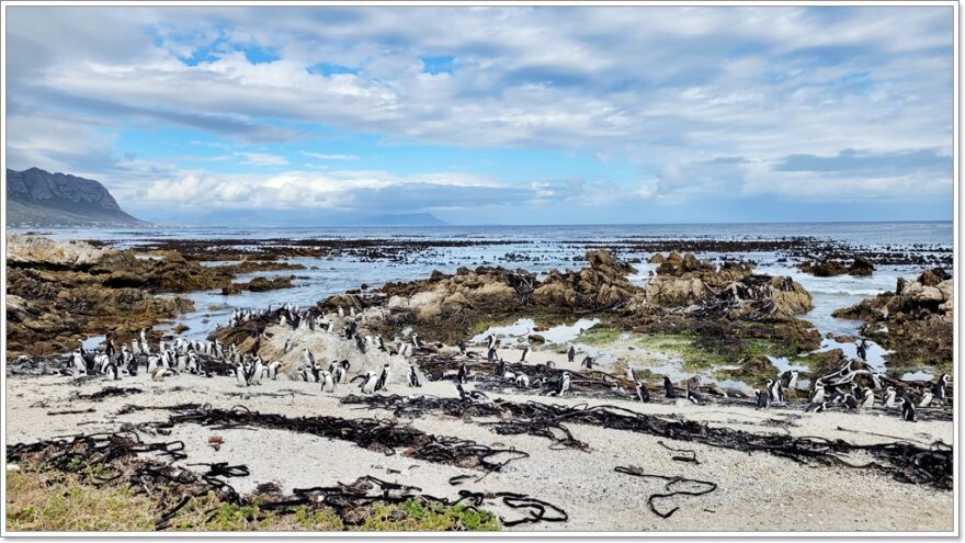 Bettsy Bay - Brillenpinguine - Gardenroute - Südafrika