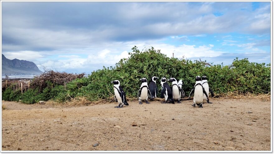 Bettsy Bay - Brillenpinguine - Gardenroute - Südafrika