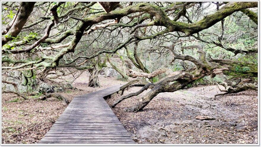 Cliff Path Trail - Hermanus - Gardenroute - Südafrika