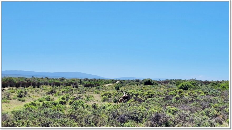De Hoop - Naturreservat - Südafrika