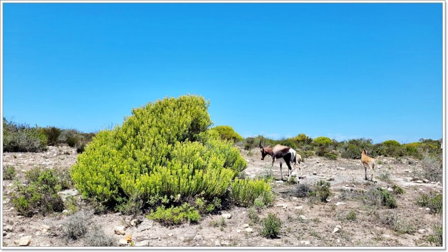 De Hoop - Naturreservat - Südafrika