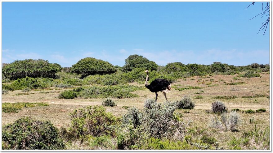 De Hoop - Naturreservat - Südafrika