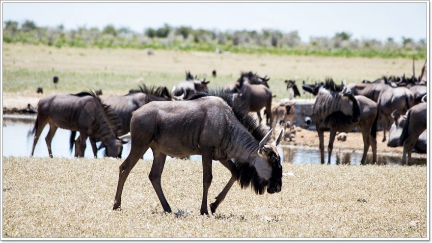 Etosha Nationalpark - Namibia - Afrika