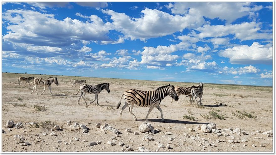 Etosha Nationalpark - Namibia - Afrika