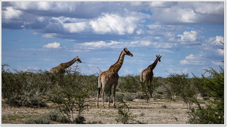 Etosha Nationalpark - Namibia - Afrika