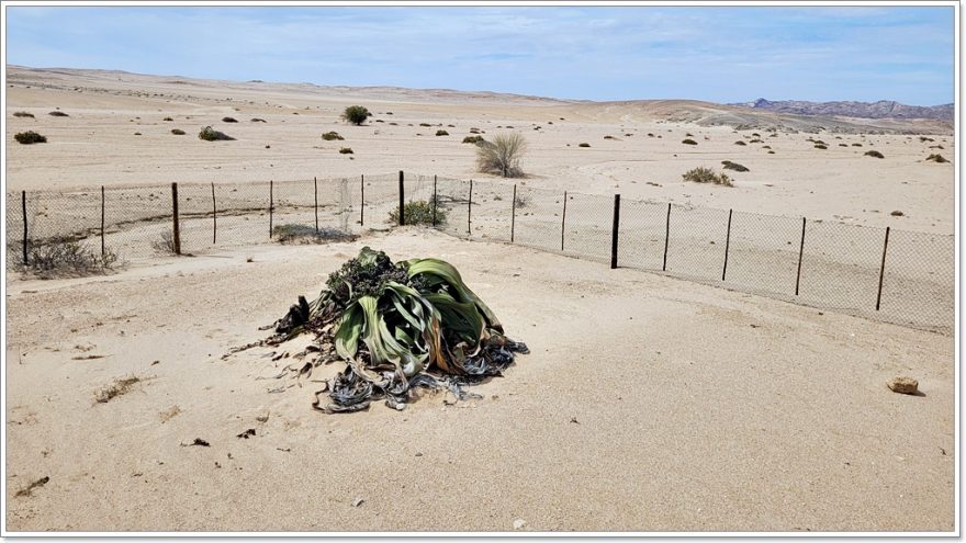 Mondlandschaft - Welwitscha - Namibia - Afrika