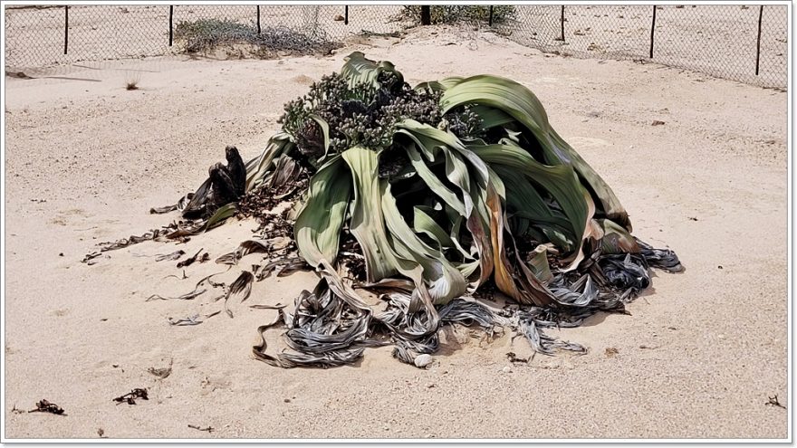 Mondlandschaft - Welwitscha - Namibia - Afrika