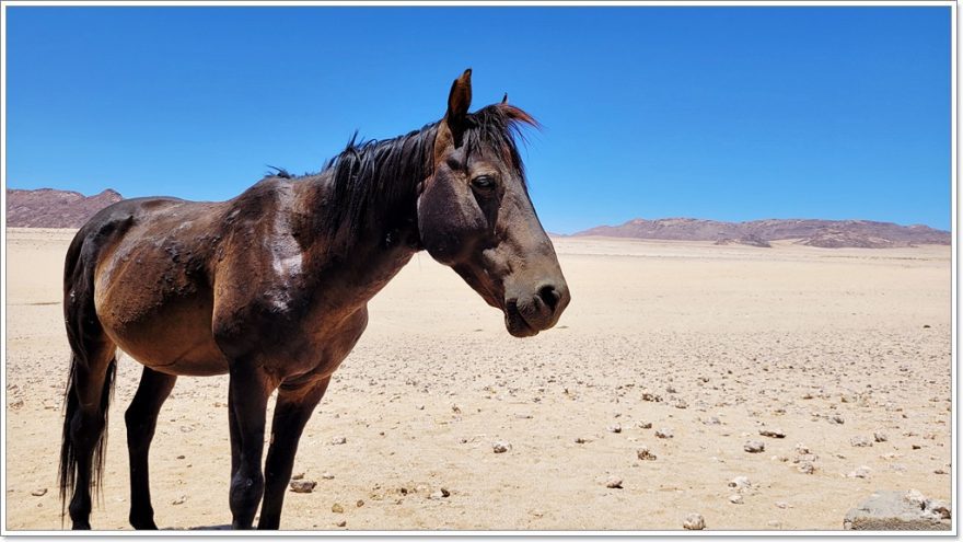 Namibia - Desert Horse - Wildpferde