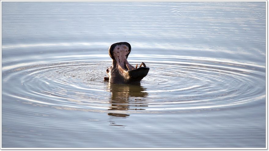 Ovita Wildlife Resort - Namibia - Afrika