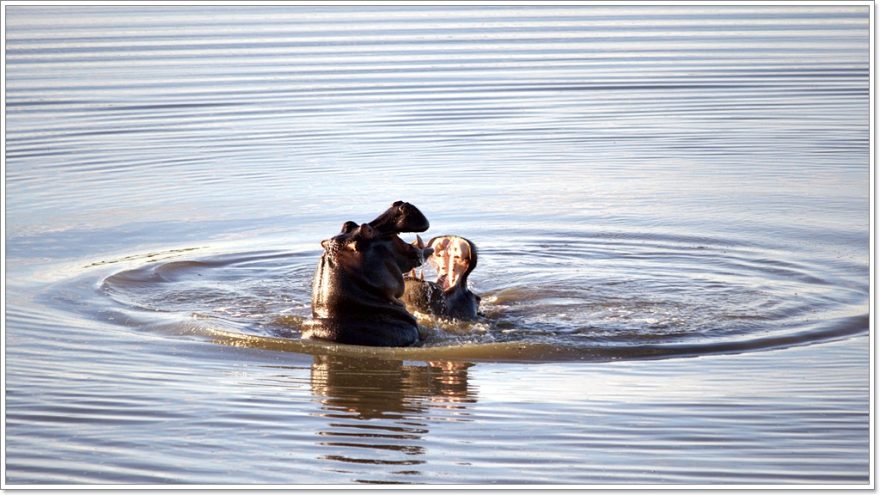 Ovita Wildlife Resort - Namibia - Afrika