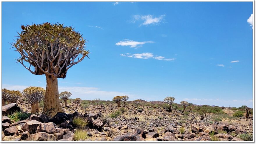 Quiver Tree Forest - Namibia - Aussenkehr