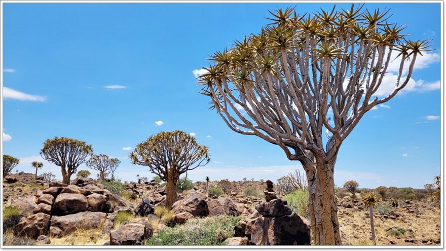 Quiver Tree Forest - Namibia - Aussenkehr