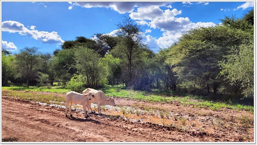 Waterberg - Namibia - Afrika