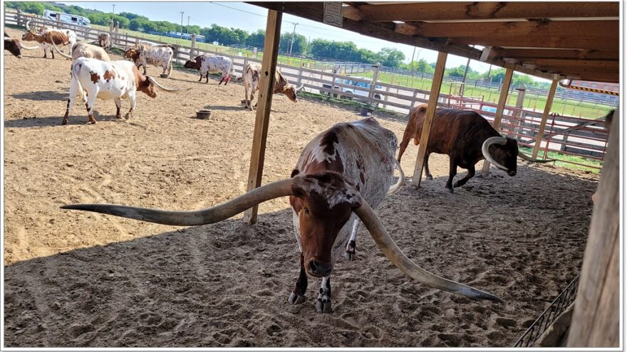 USA - Texas - Fort Worth - Stockyards - Longhorn - Cattle drive