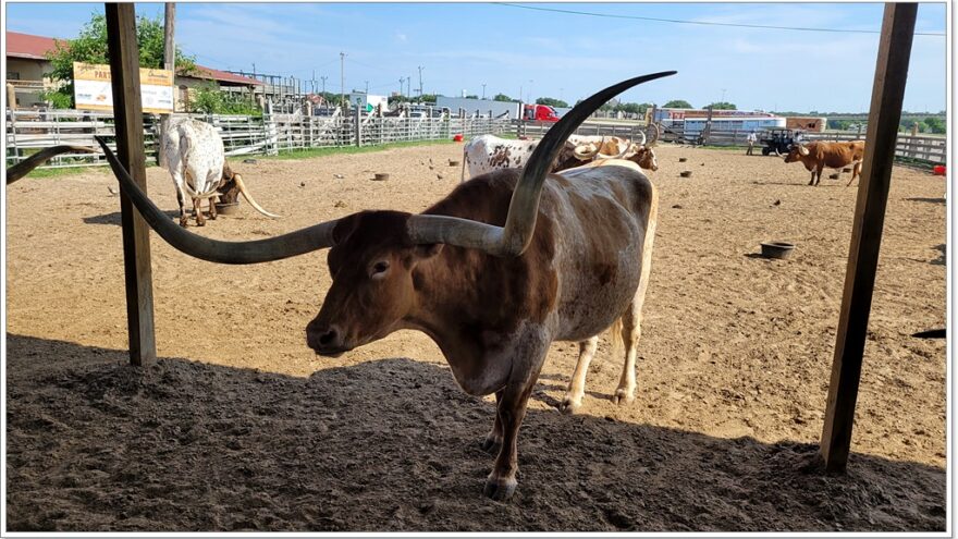 USA - Texas - Fort Worth - Stockyards - Longhorn - Cattle drive