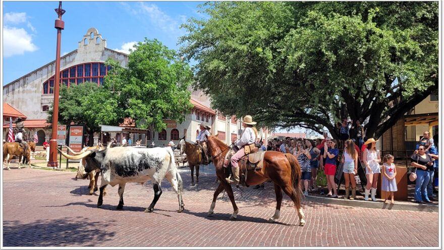 USA - Texas - Fort Worth - Stockyards - Longhorn - Cattle drive