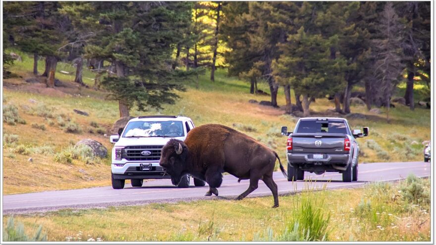 Lamar Valley - Bisons - Yellowstone - Wyoming - USA