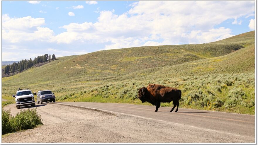 Lamar Valley - Bisons - Yellowstone - Wyoming - USA
