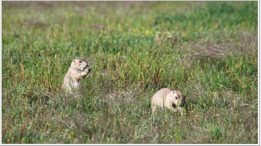 Präriehunde - Präriedogs - Wyoming - USA