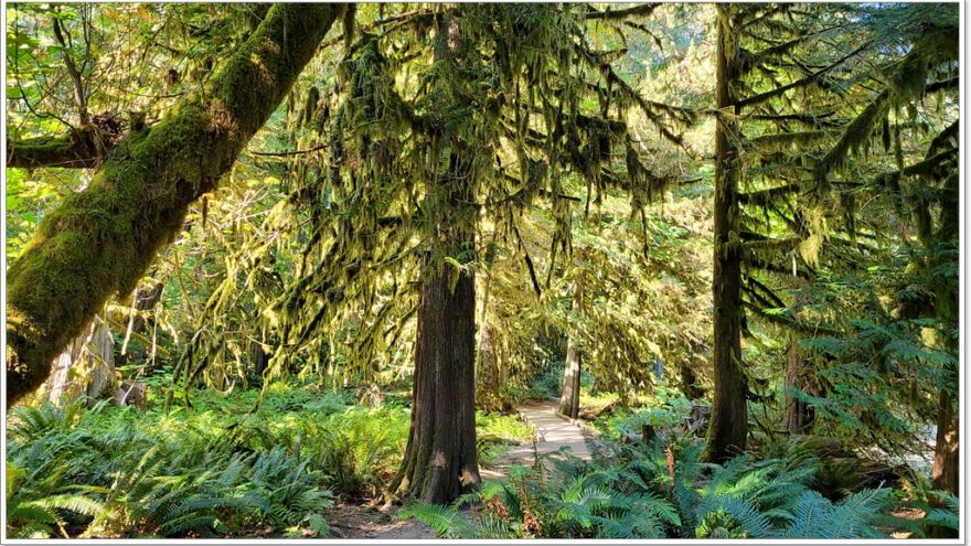 Cathedral Grove - Kanada - Vancouver Island