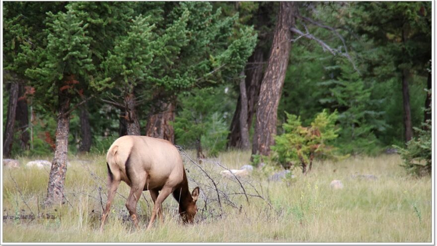 Jasper Nationalpark - Kanada - Icefields Parkway - Scenic Route - Fairmont Jasper Park Lodge