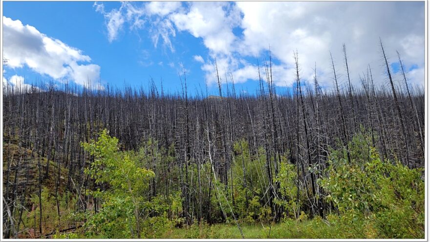 Jasper Nationalpark - Kanada - Icefields Parkway - Scenic Route - Medicine Lake